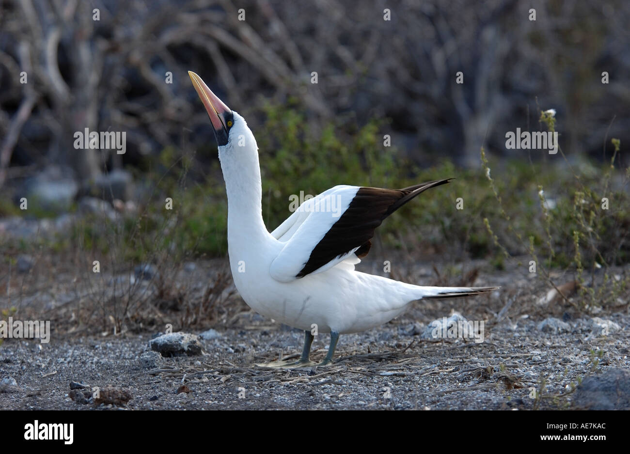 Nazca Booby displaying Galapagos Stock Photo