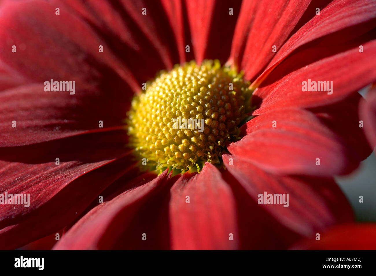 Chrysanthemum Stock Photo