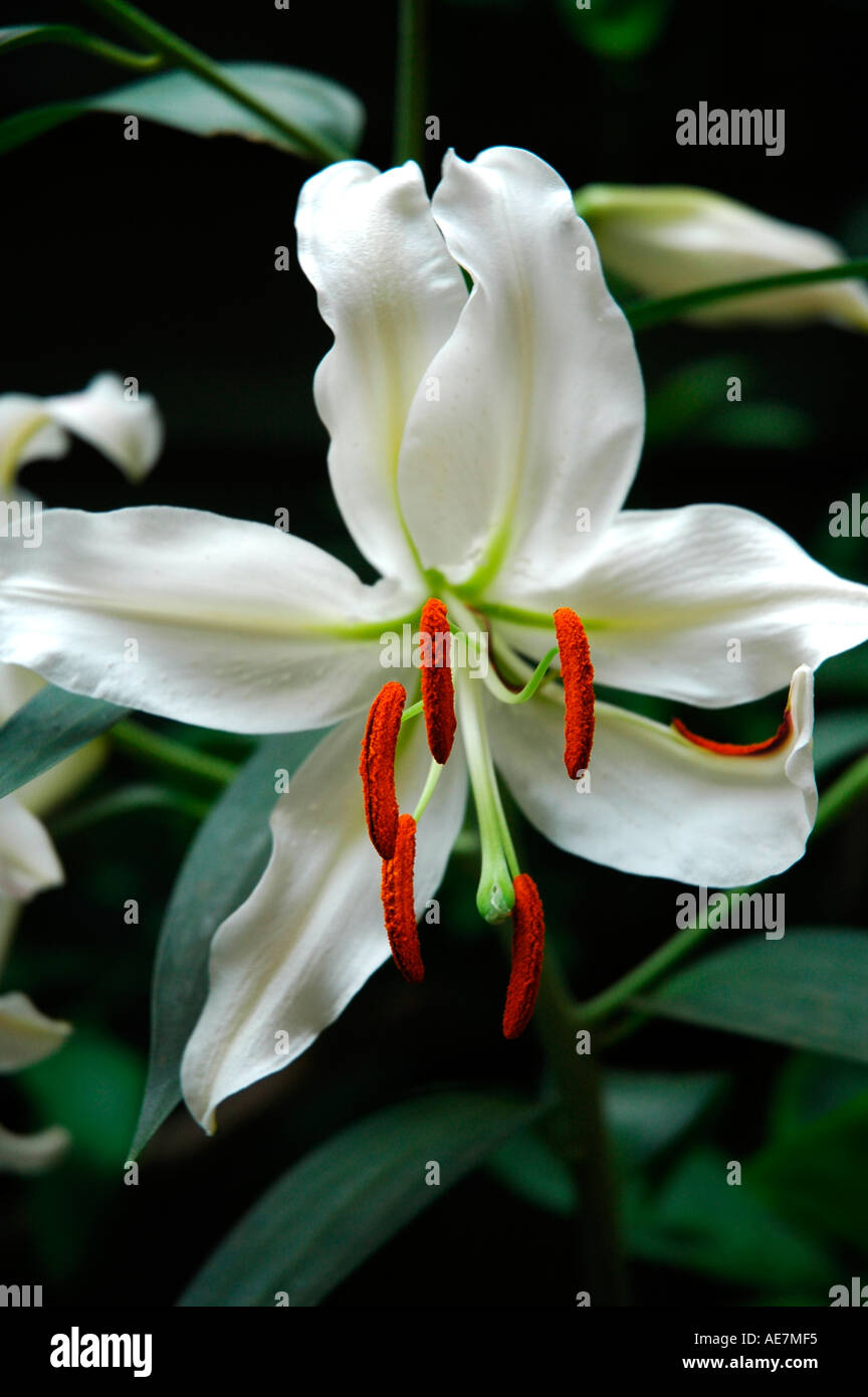 Lily pollen stain hires stock photography and images Alamy