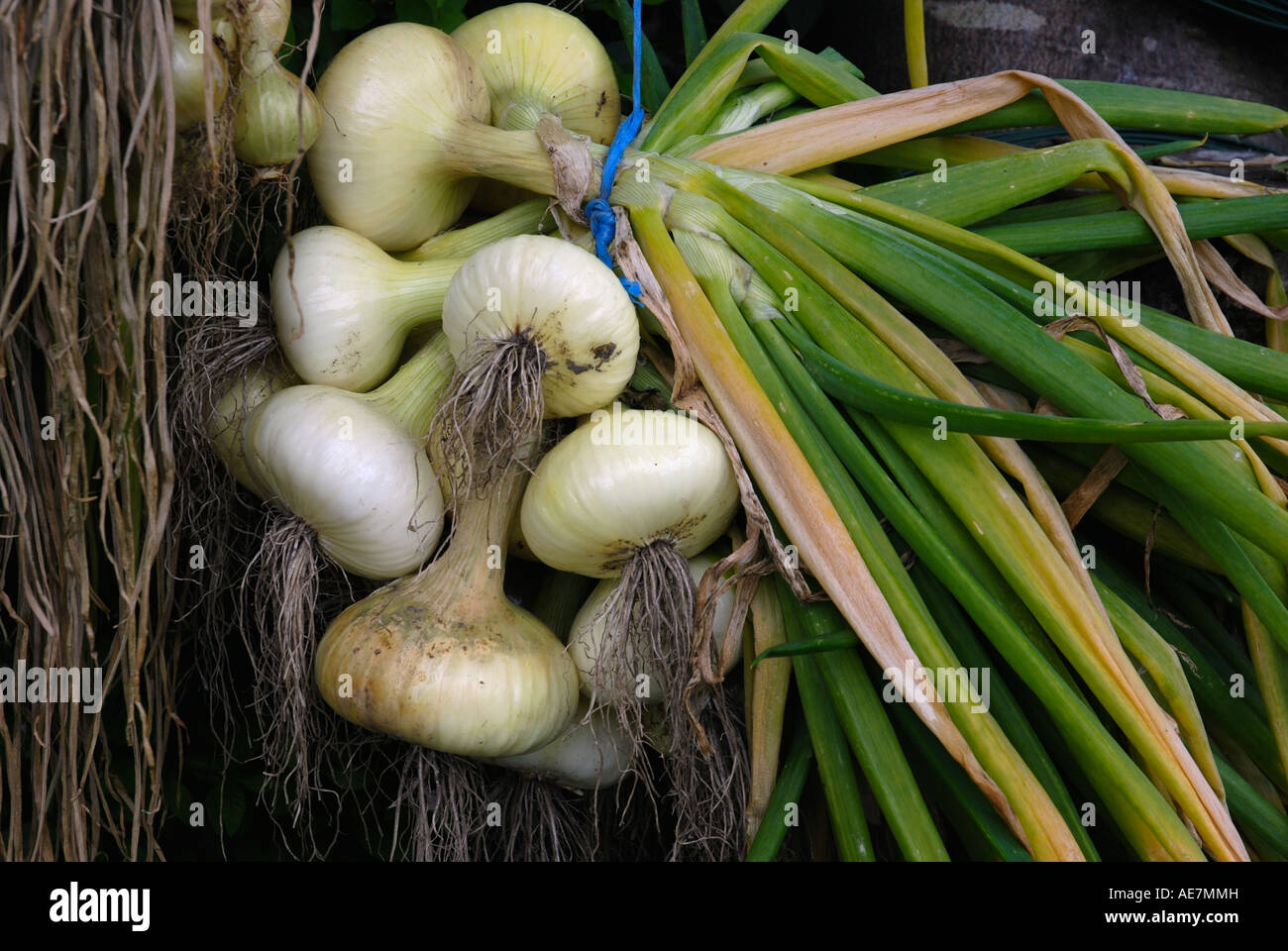 Onion bulb allium cepa hi-res stock photography and images - Alamy