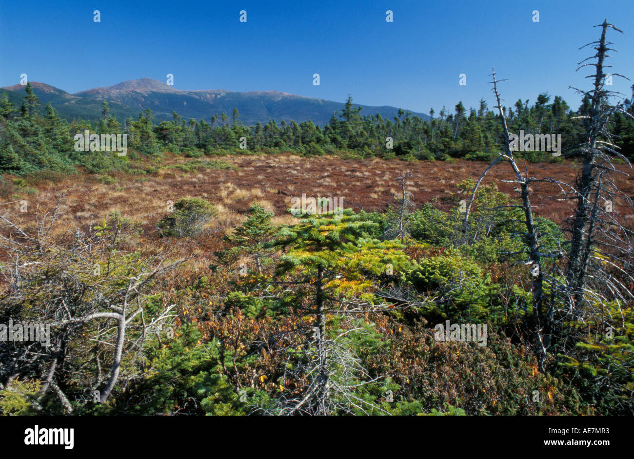 A high elevation bog and boreal forest on Mount Jackson White Mountain