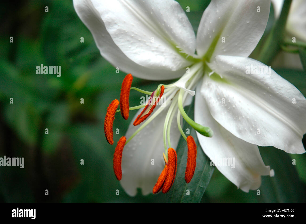 Lily pollen stain hires stock photography and images Alamy