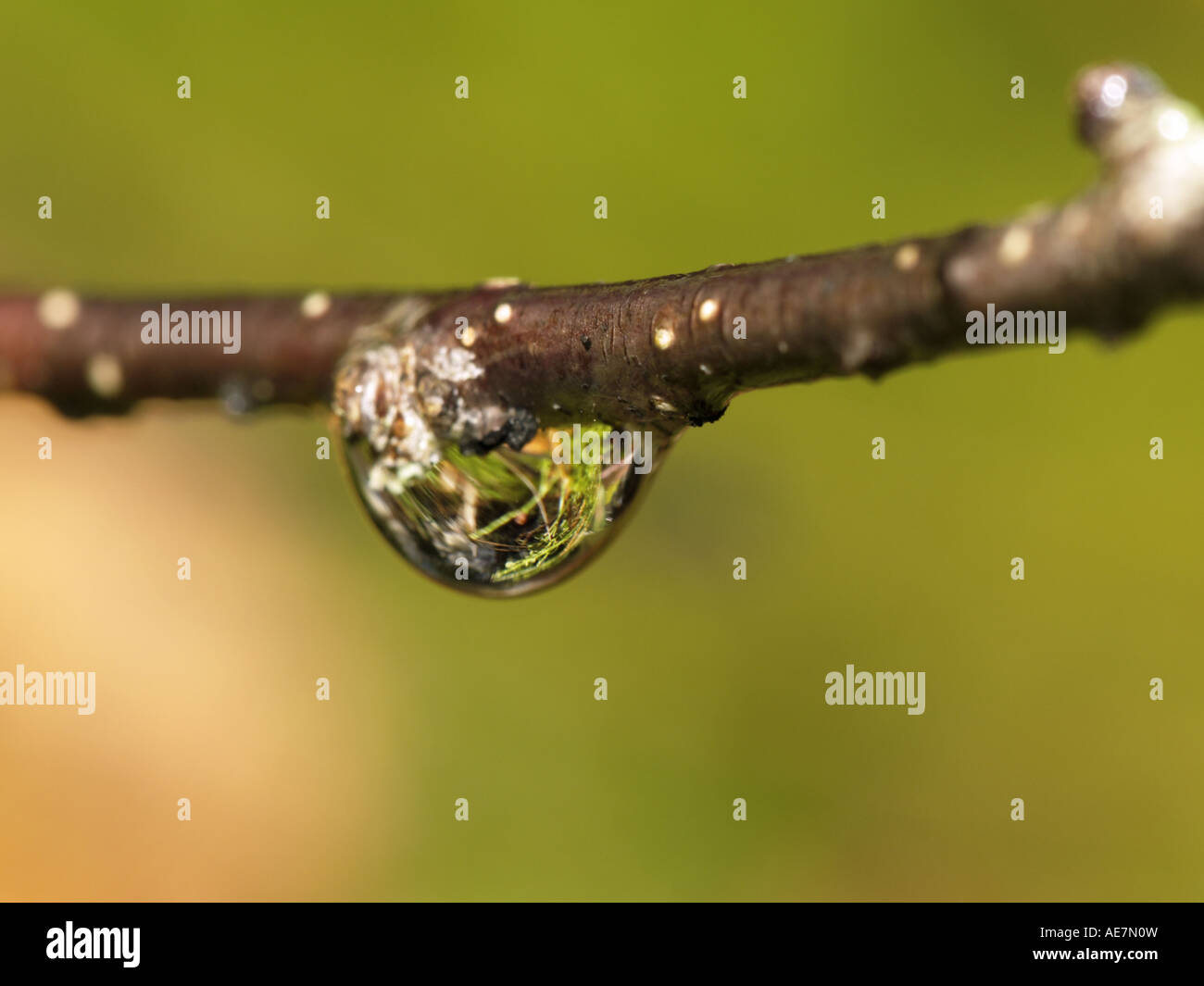Reflections on drop Stock Photo - Alamy