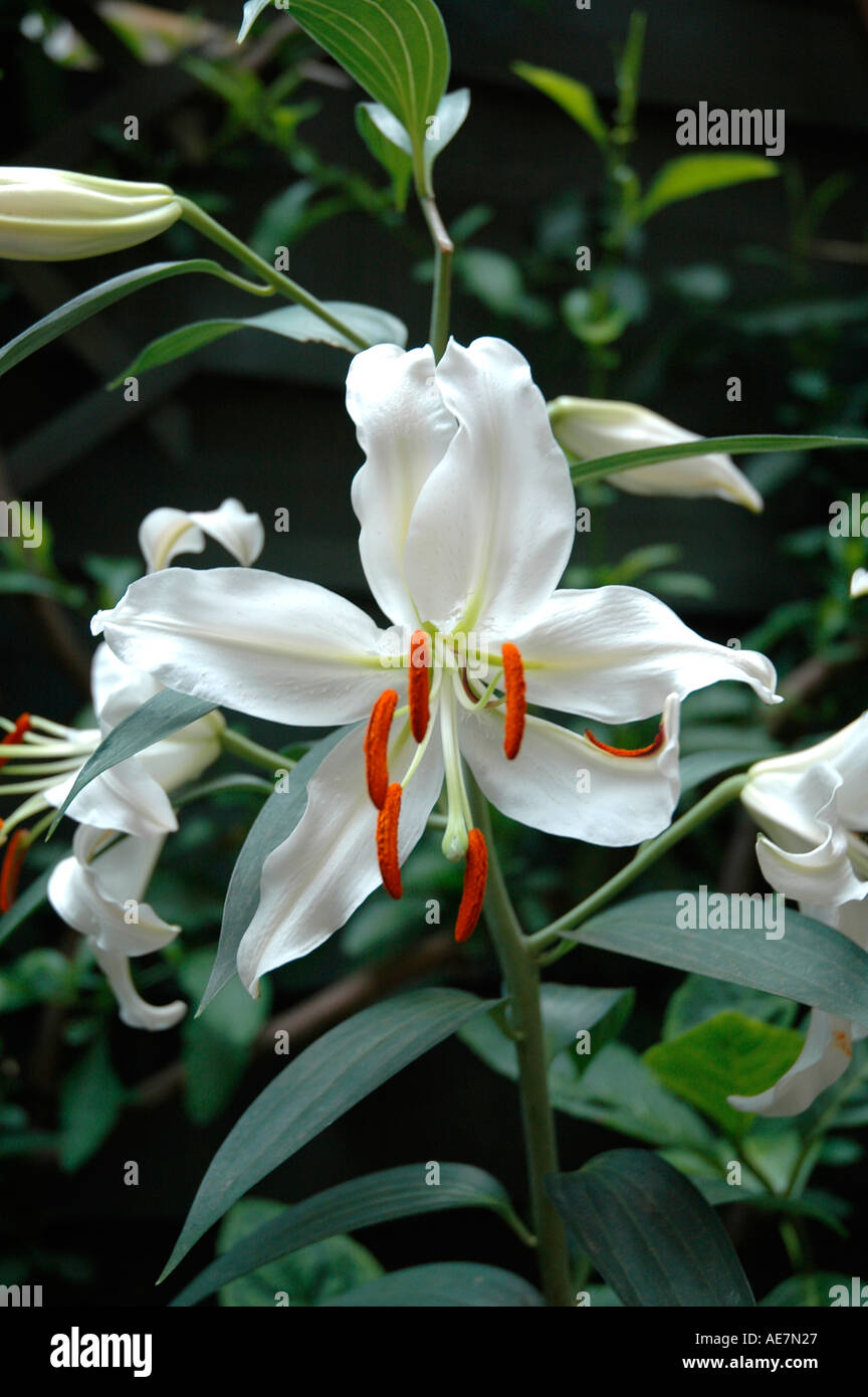 Lily pollen stain hires stock photography and images Alamy