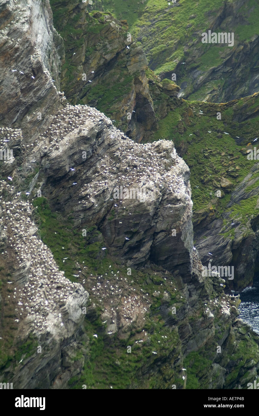 dh Herma Ness UNST SHETLAND Gannets on rocky sea cliffs Tonga gannetry Stock Photo