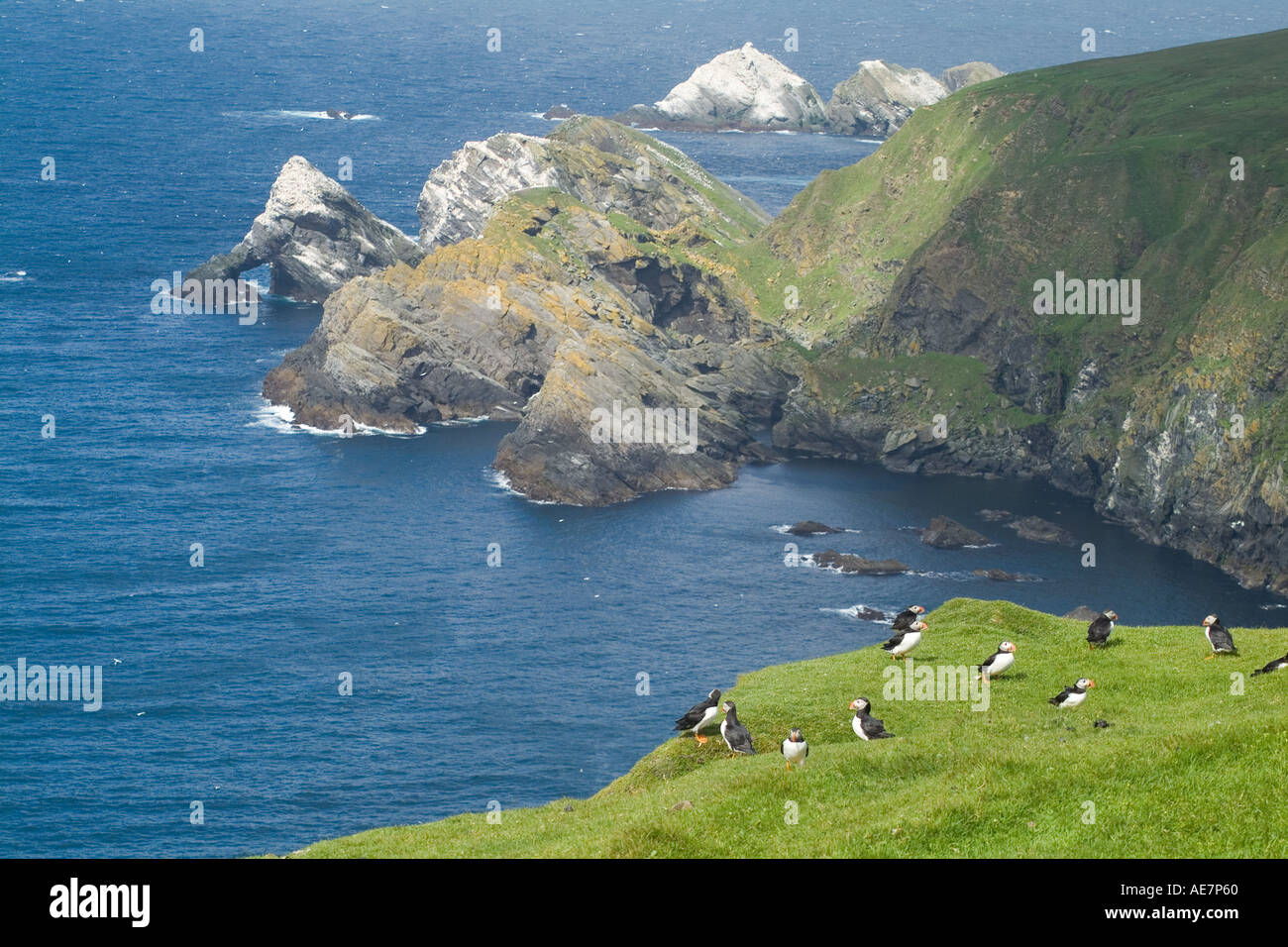 dh Herma Ness UNST SHETLAND Puffins on cliff top Flodda Urda Clingra Stack gannetries cliffs islands hermaness island uk puffin colony nature reserve Stock Photo