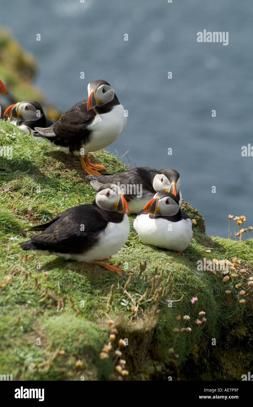Puffin puffins shetlands uk hires stock photography and images Alamy