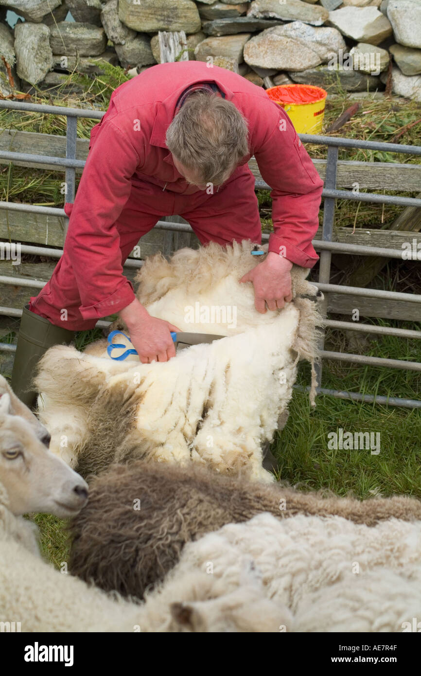 dh Farmer shearing sheep WEST BURRA SHETLAND Farm worker with hand clippers people scotland farmworker uk clipping islands wool Stock Photo