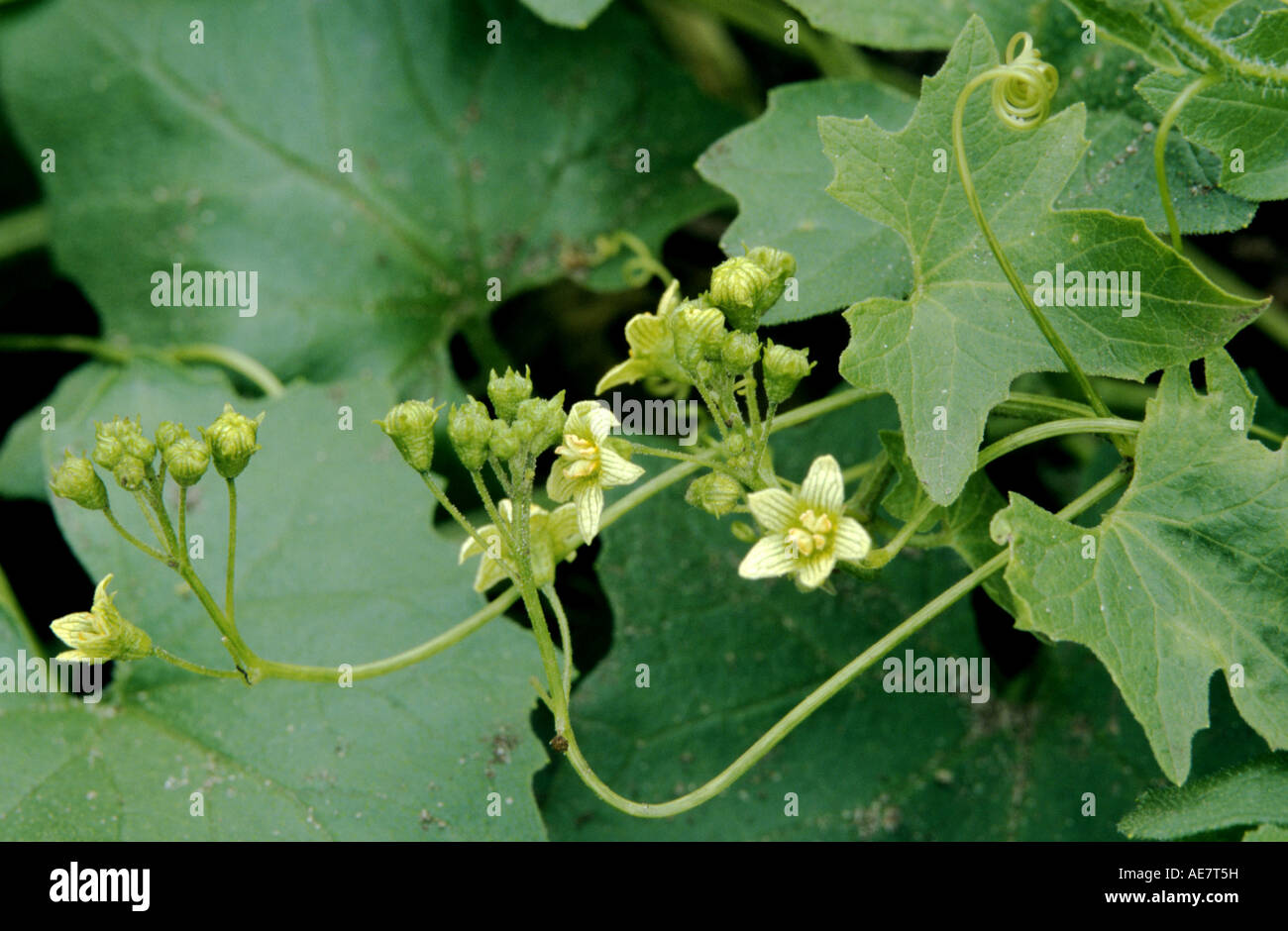 white bryony (Bryonia dioica, Bryonia cretica ssp. dioica), flowers, Germany Stock Photo