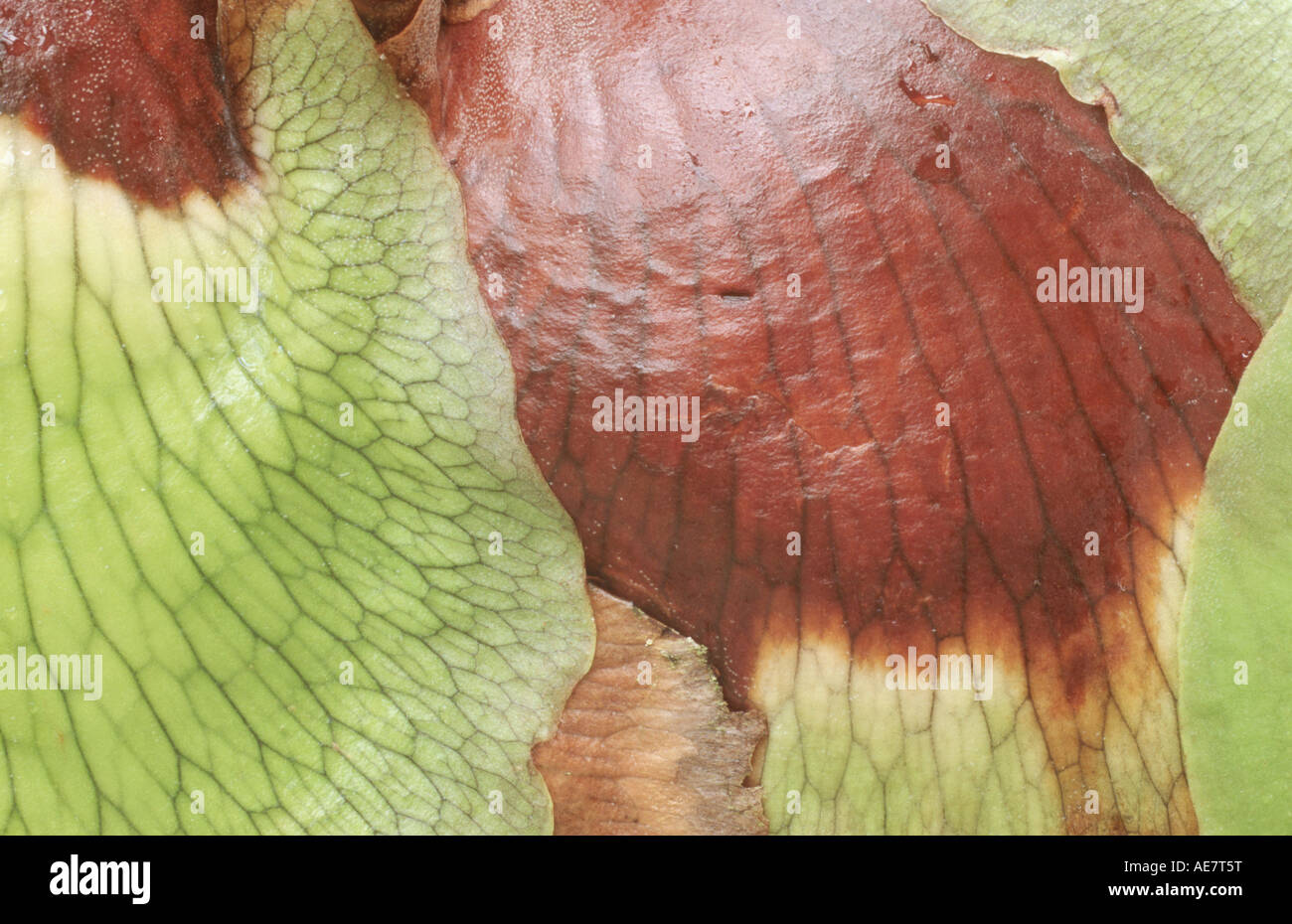 Stag's Horn Fern, Stags Horn Fern, Staghorn fern (Platycerium alcicorne), niche leaves Stock Photo
