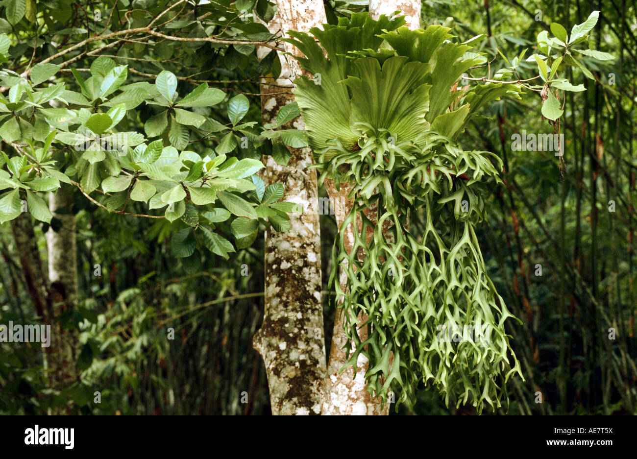 Stag's Horn Fern, Stags Horn Fern, Staghorn fern (Platycerium coronarium), on a tree Stock Photo