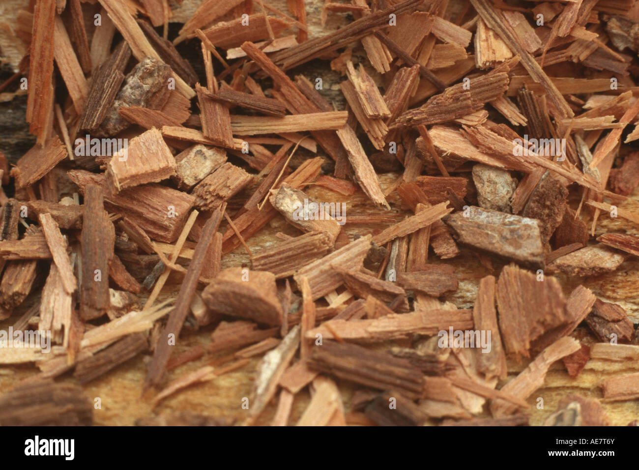 Catuaba (Erythroxylum catuaba, Erythroxylon catuaba), broken bark Stock Photo