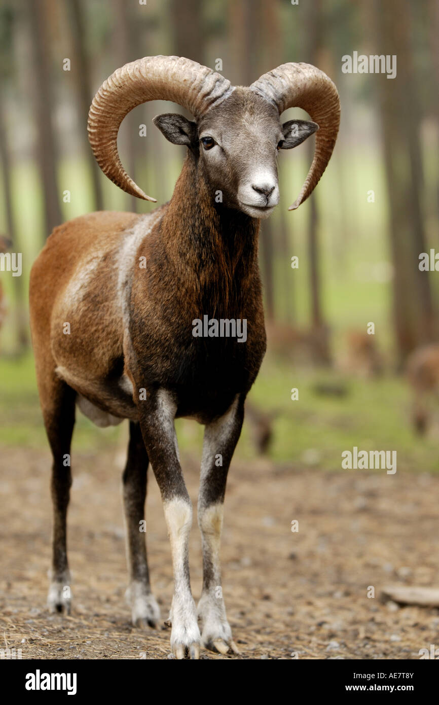 mouflon (Ovis musimon, Ovis gmelini musimon), male Stock Photo - Alamy