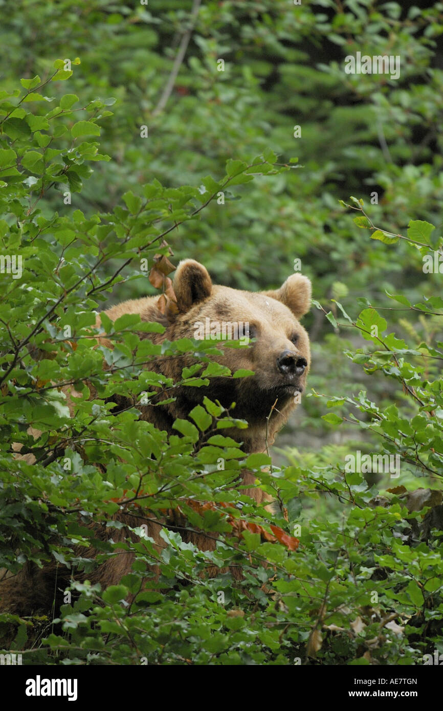European brown bear (Ursus arctos arctos), portrait in thicket, Germany ...