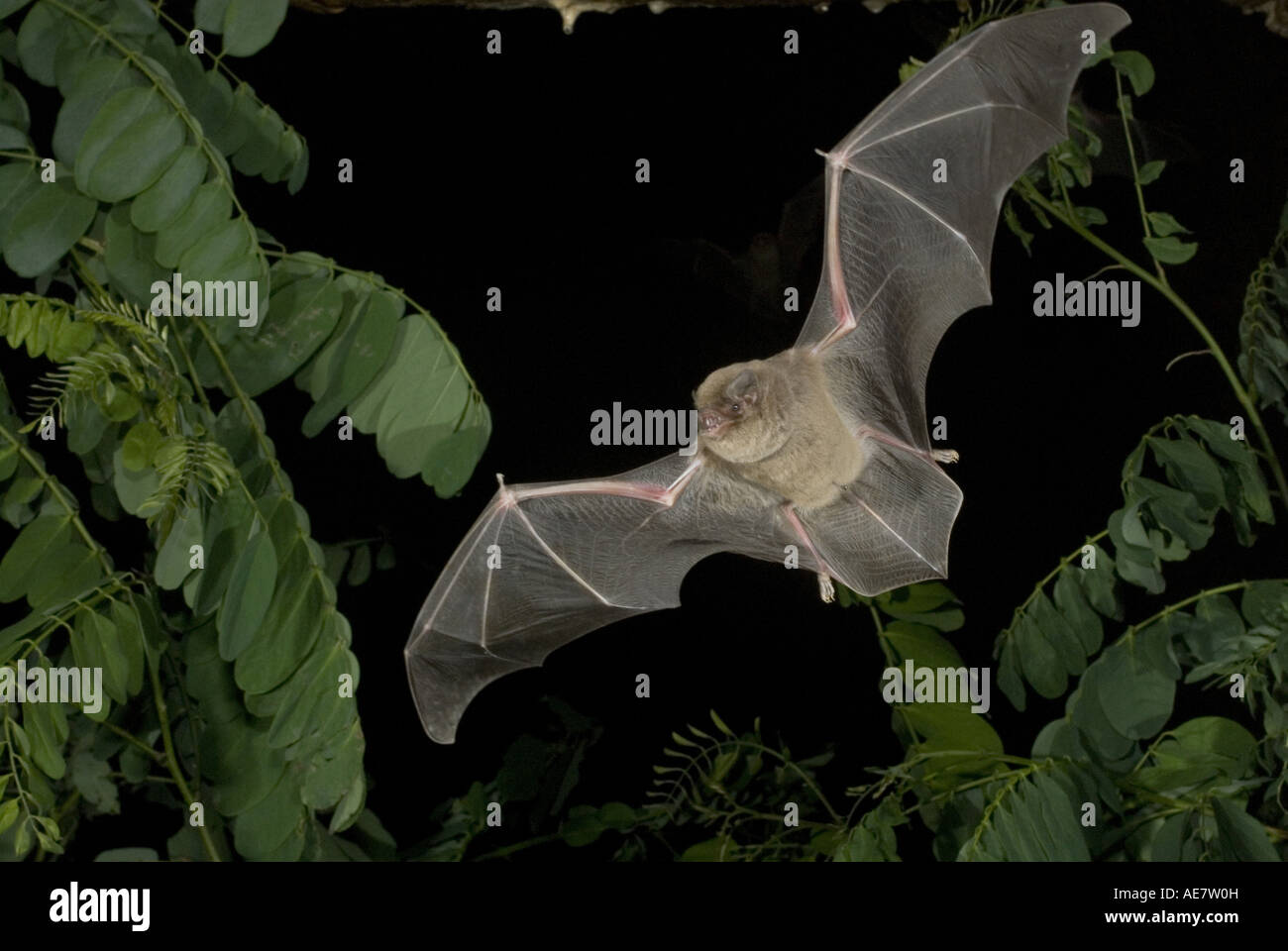 Schreiber's bat (Miniopterus schreibersi), flying, Bulgaria ...