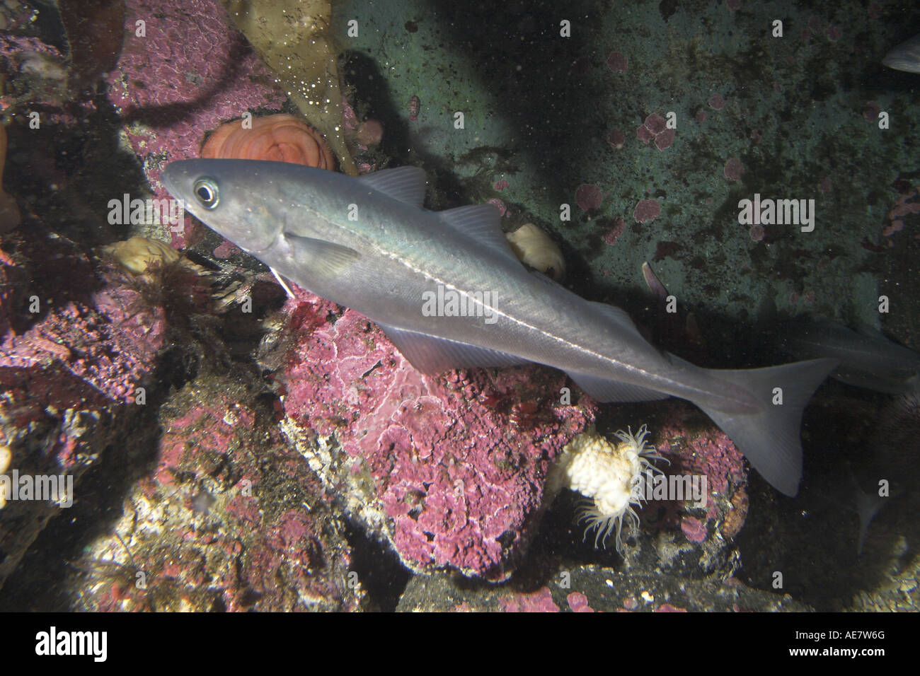 saithe, pollock, Atlantic pollock, coley, coalfish (Pollachius virens) Stock Photo