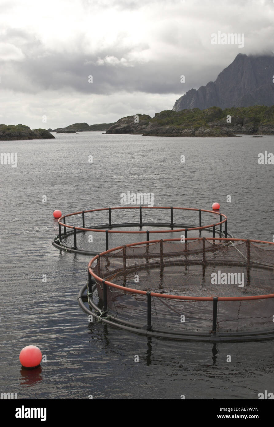 salmonids (Salmonidae), salmon breeding in Norway, Norway, Lofoten Stock Photo
