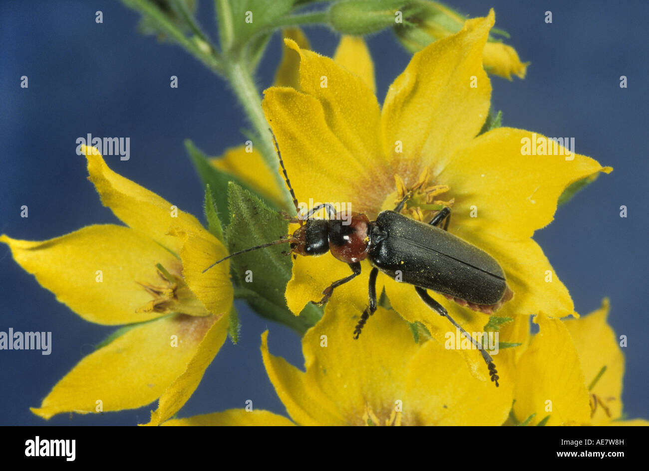common cantharid, common soldier beetle (Cantharis fusca), on spotted loosestrife (Lysimachia punctata) Stock Photo