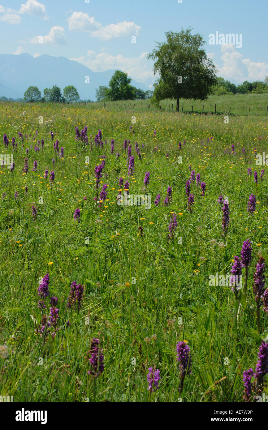 orchis family (Orchidaceae), meadow with numerous inflorescences with the alps in the background, Germany, Bavaria, Staffelsee Stock Photo