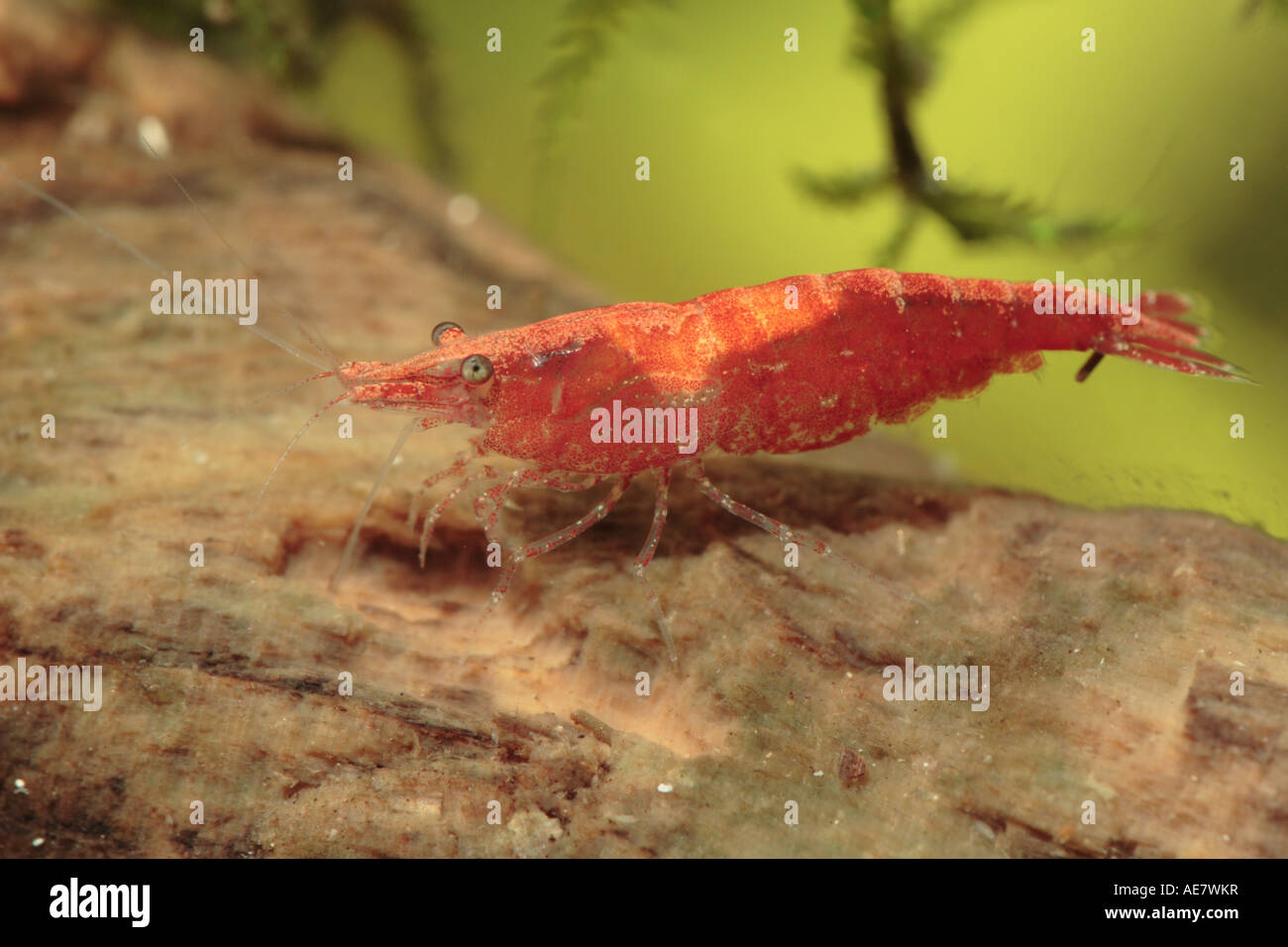 rock shrimps (Neocaridina heteropoda), red form Stock Photo