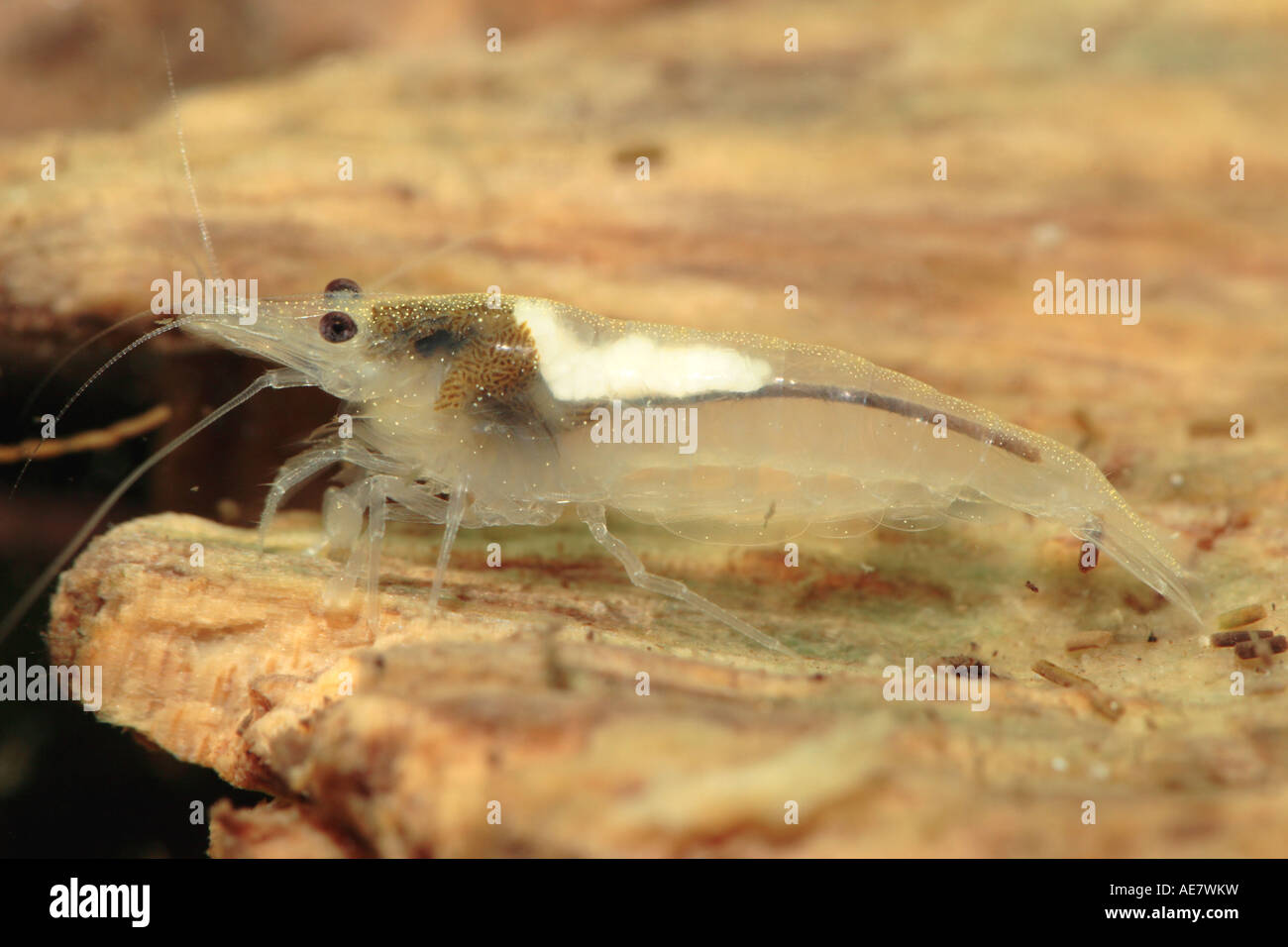 rock shrimp (Neocaridina cf. zhangjiajiensis 'White Pearl', Neocaridina cf. zhangjiajiensis White Pearl), on a root Stock Photo