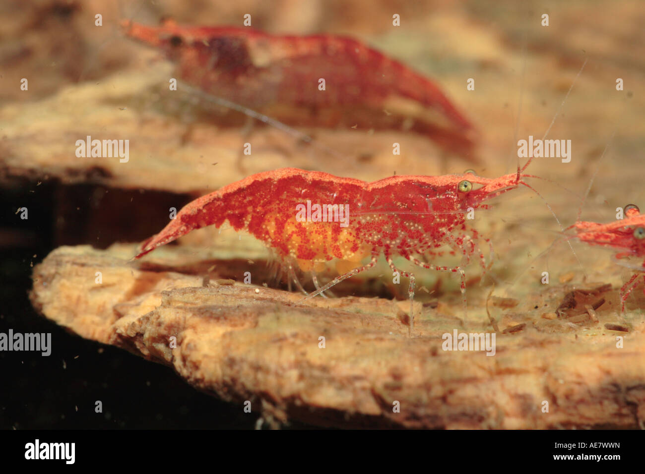 rock shrimp (Neocaridina heteropoda Red), female with eggs Stock Photo