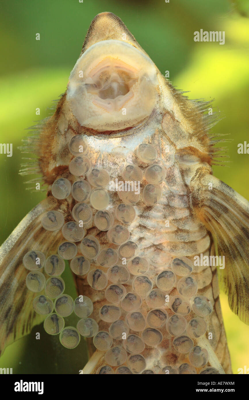 Sturisoma festivum (Sturisoma festivum), male guarding eggs with larvae Stock Photo