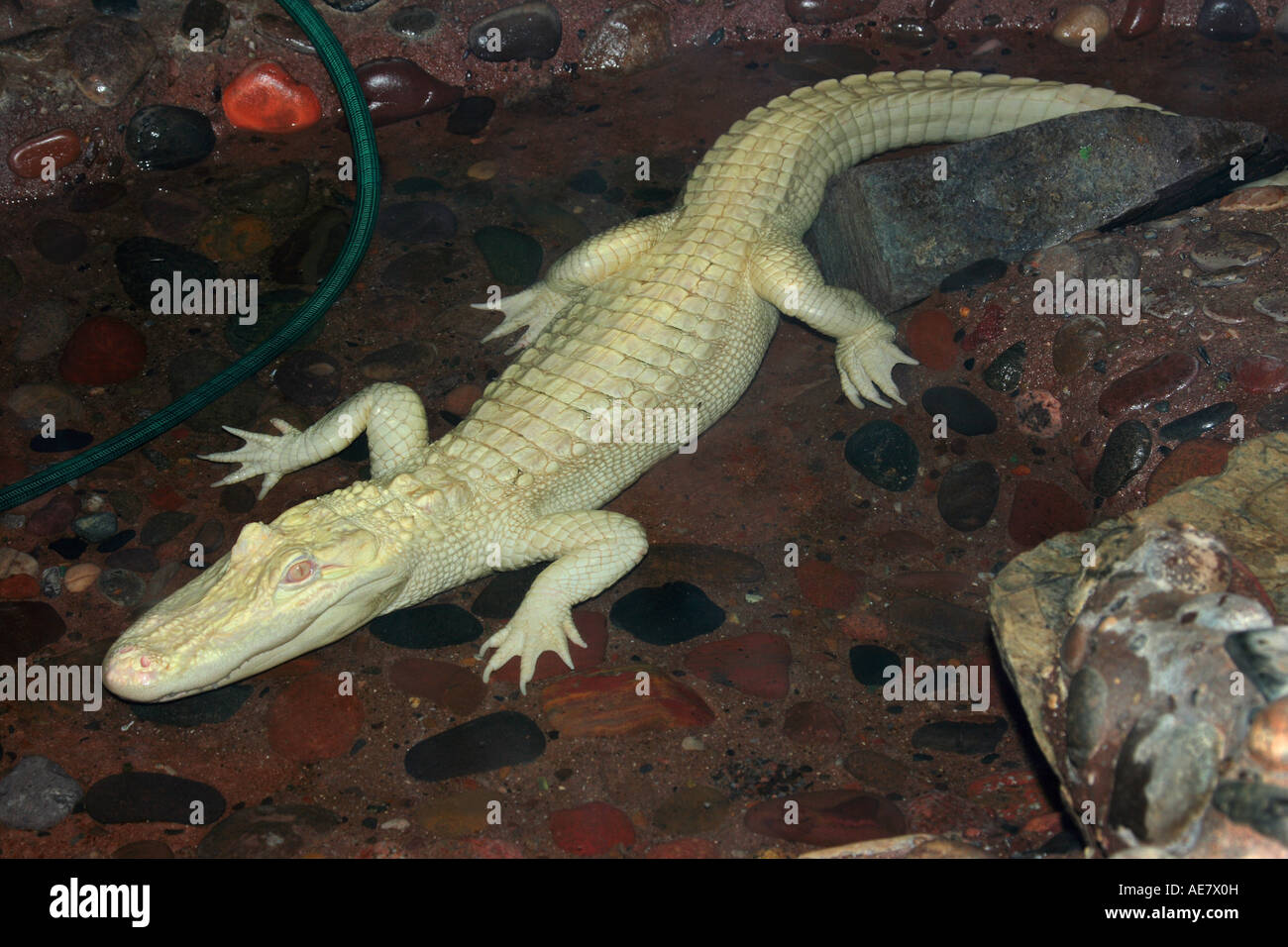 American alligator (Alligator mississippiensis), white alligator, albino Stock Photo