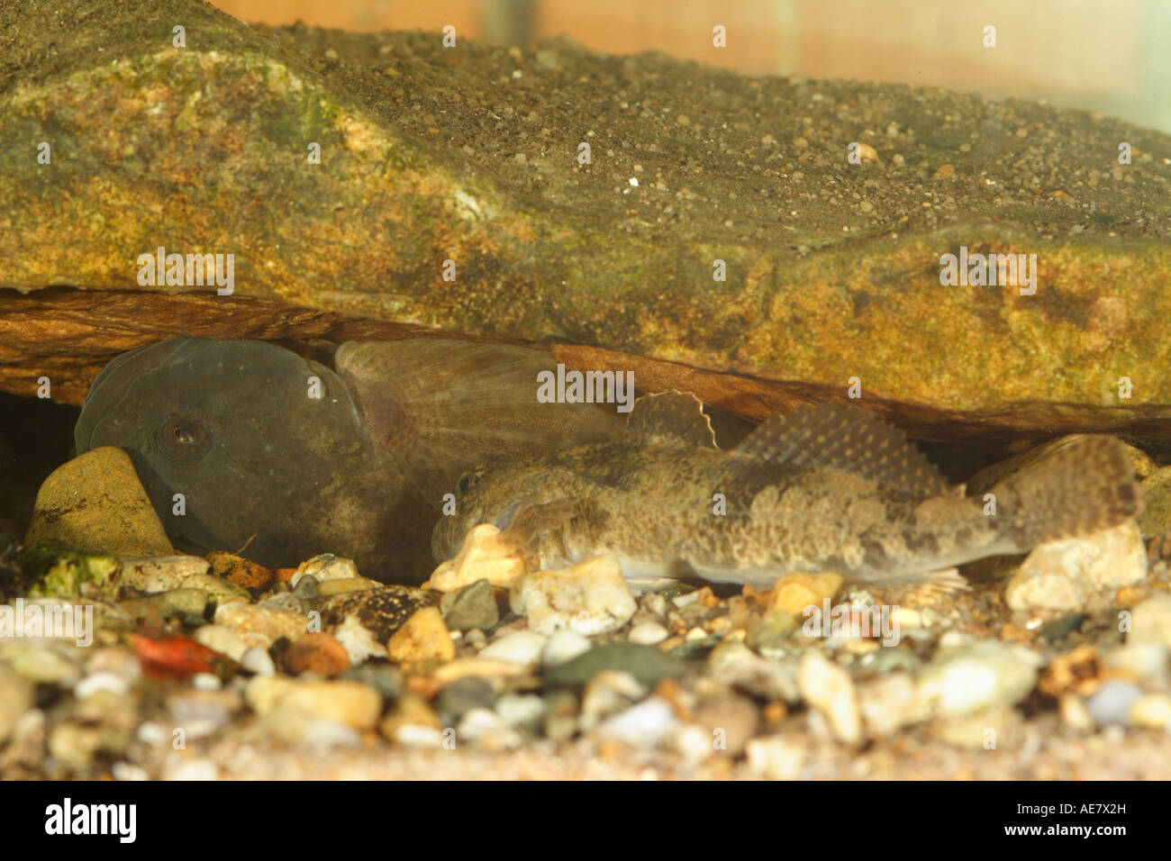 Miller's thumb, bullhead (Cottus gobio), male and female in spawning cave, Germany, Bavaria, Isental Stock Photo