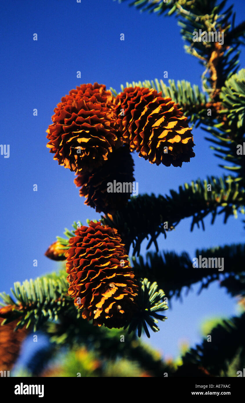 Sitka spruce cones West Coast BC Stock Photo