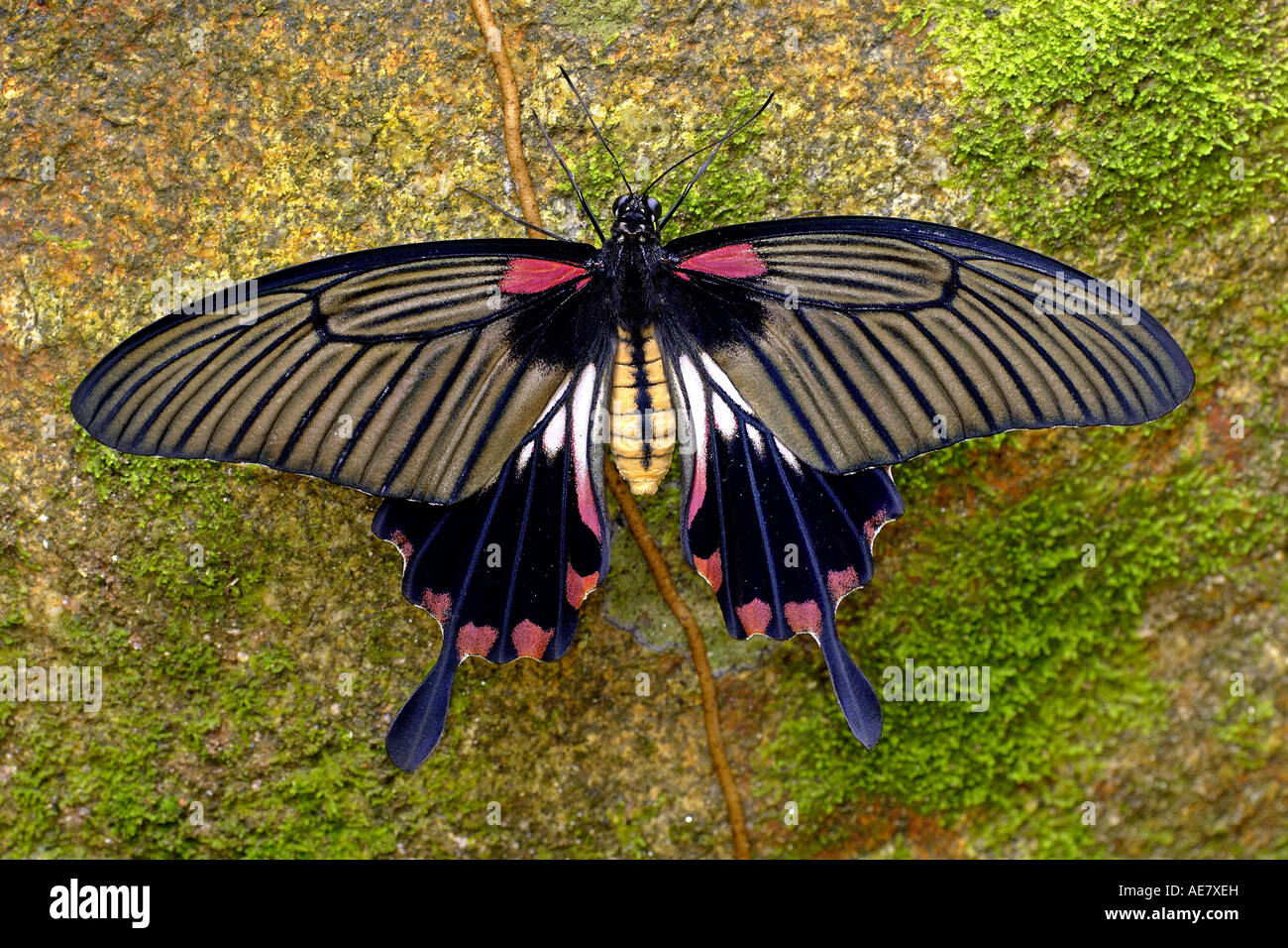 Common rose (butterfly), Redbodied swallowtail (Pachliopta