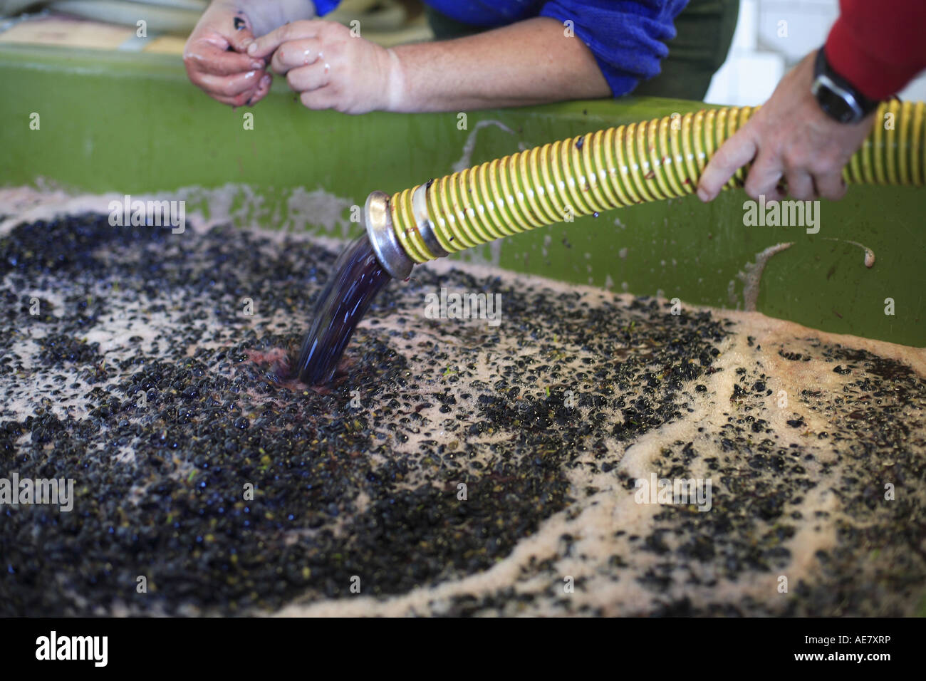 grape-vine, vine (Vitis vinifera), mash of grapes, Austria, Niederoesterreich, Elsarn Stock Photo