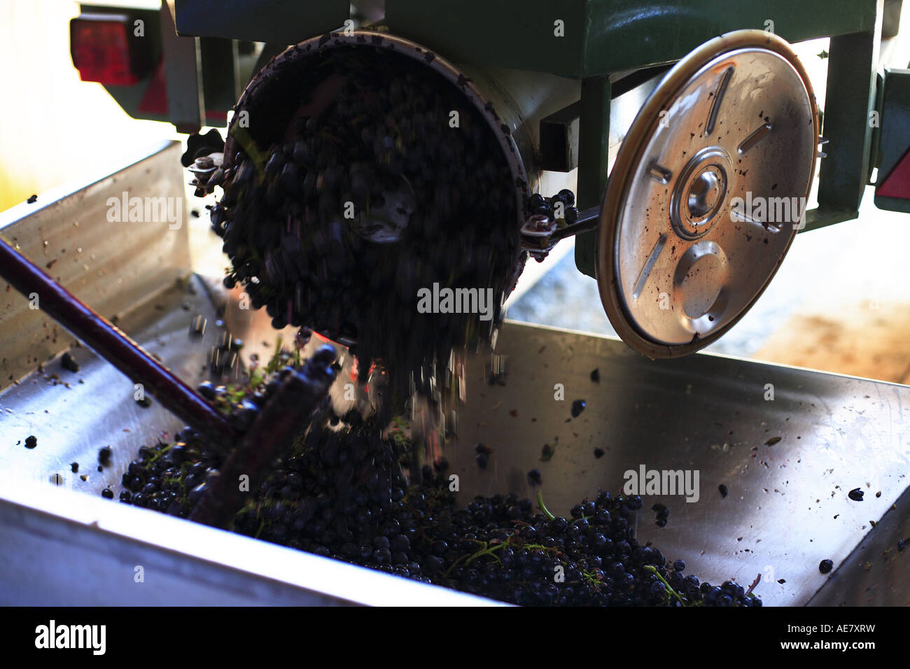 grape-vine, vine (Vitis vinifera), grapes unloading from a trailer, Austria, Niederoesterreich, Elsarn Stock Photo