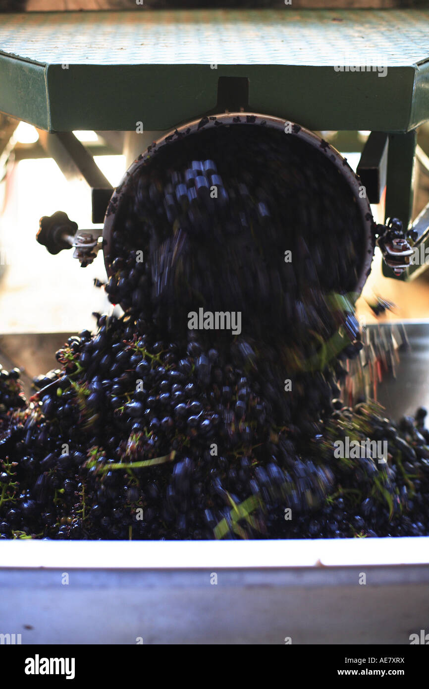 grape-vine, vine (Vitis vinifera), grapes unloading from a trailer, Austria, Niederoesterreich, Elsarn Stock Photo