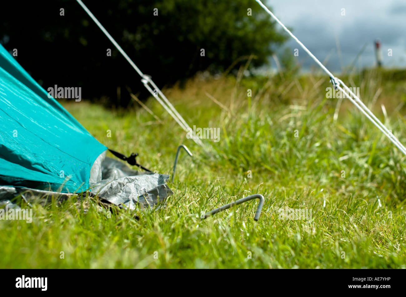 Tent pegs and guy ropes at corner of tent Stock Photo - Alamy