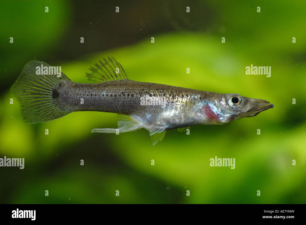 pike top minnow, pike killifish (Belonesox belizanus), male Stock Photo