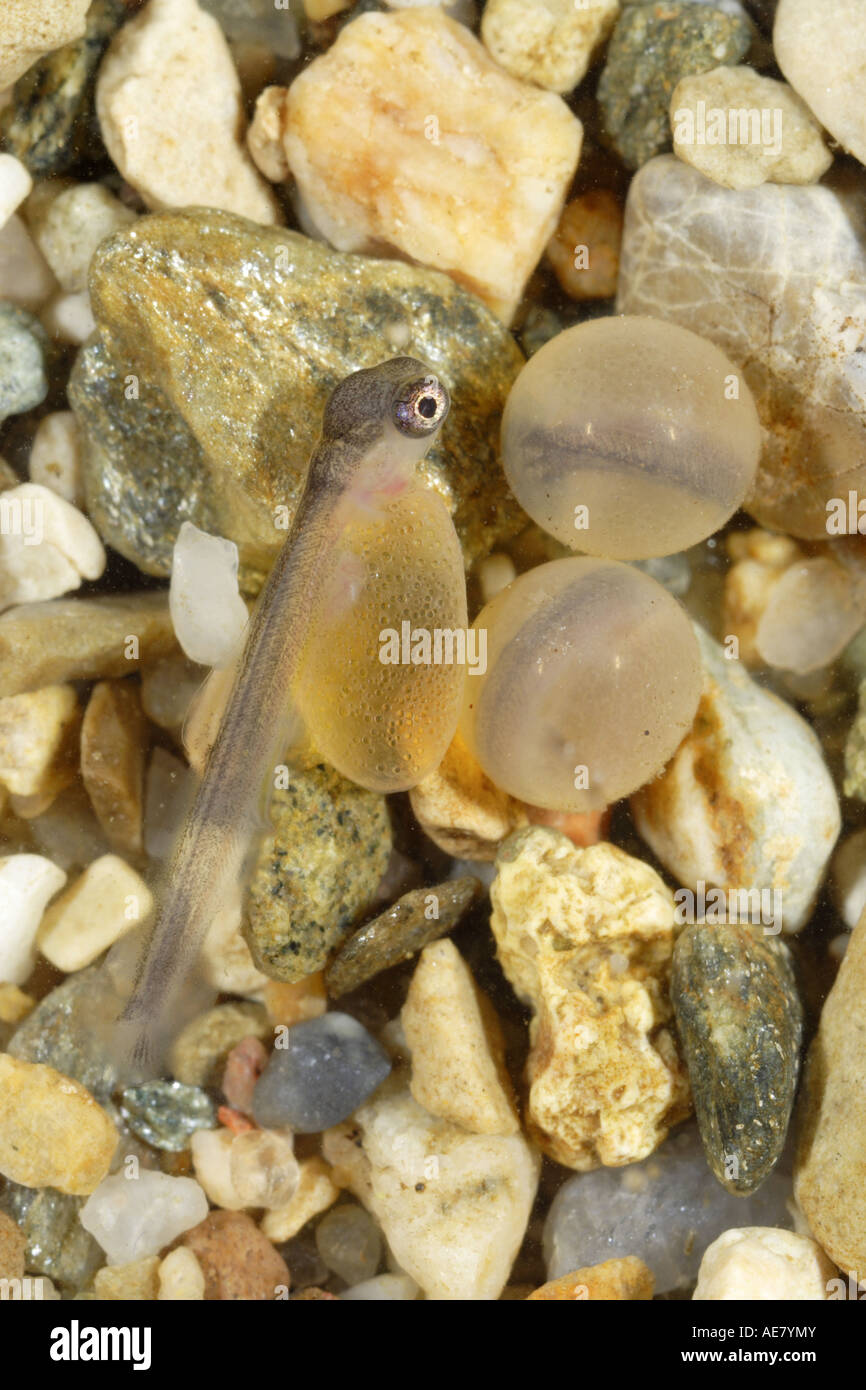 brook trout, brook char, brook charr (Salvelinus fontinalis), larva and