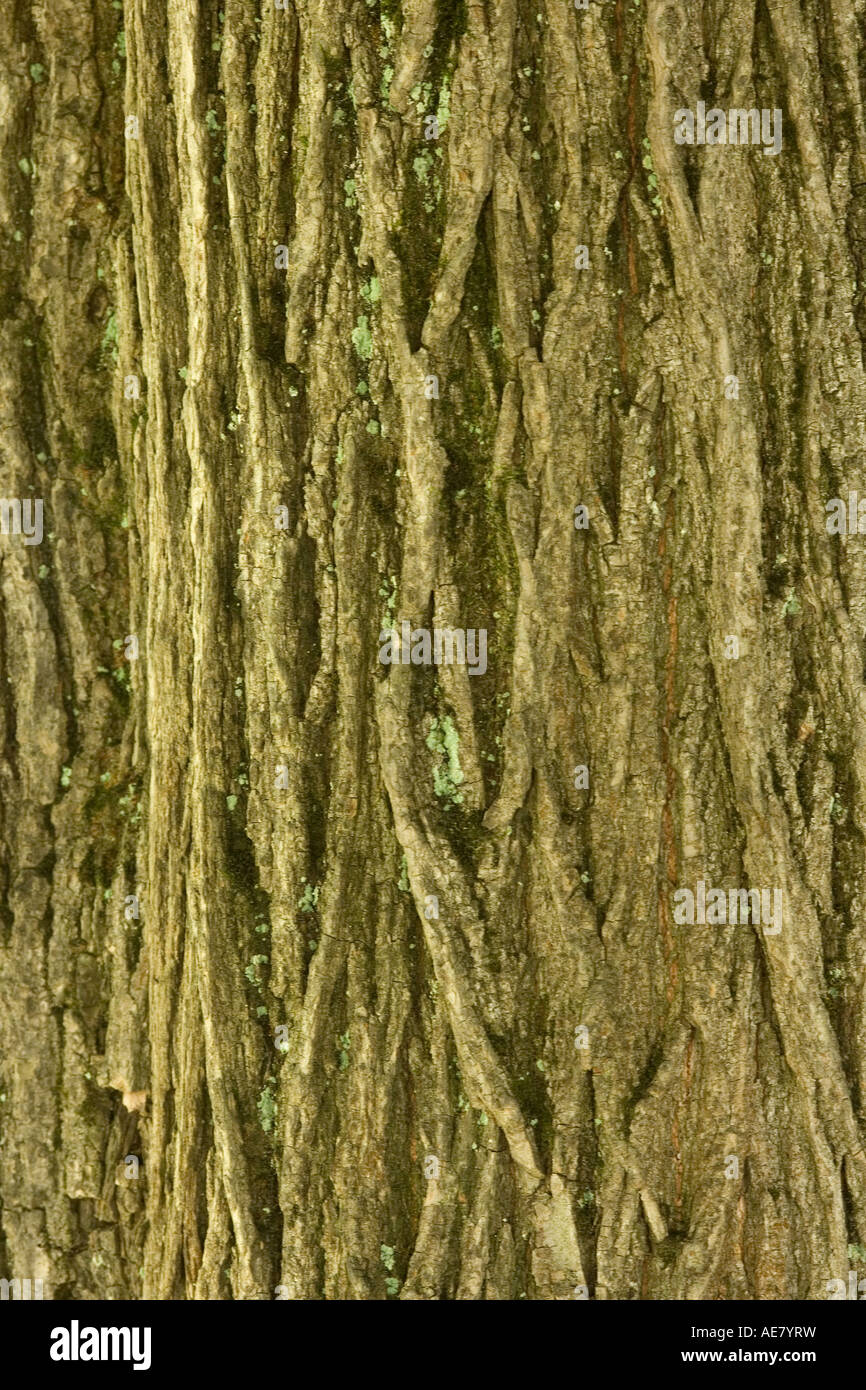 Scotch elm, wych elm (Ulmus glabra, Ulmus scabra), bark, Germany, Bavaria Stock Photo