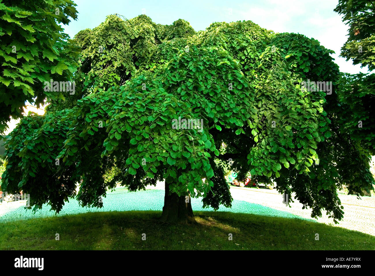 Scotch elm, wych elm (Ulmus glabra, Ulmus scabra), single tree, Germany, Bavaria, Haag i. Obb. Stock Photo