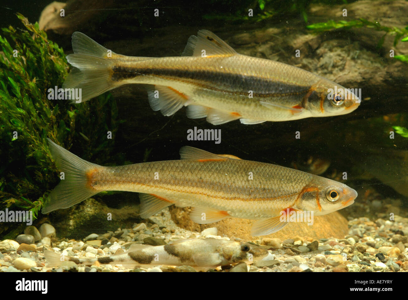 vairone, telestes, souffie (Leuciscus souffia), male and femal with nuptial colouration, Germany, Bavaria, Lake Constance Stock Photo
