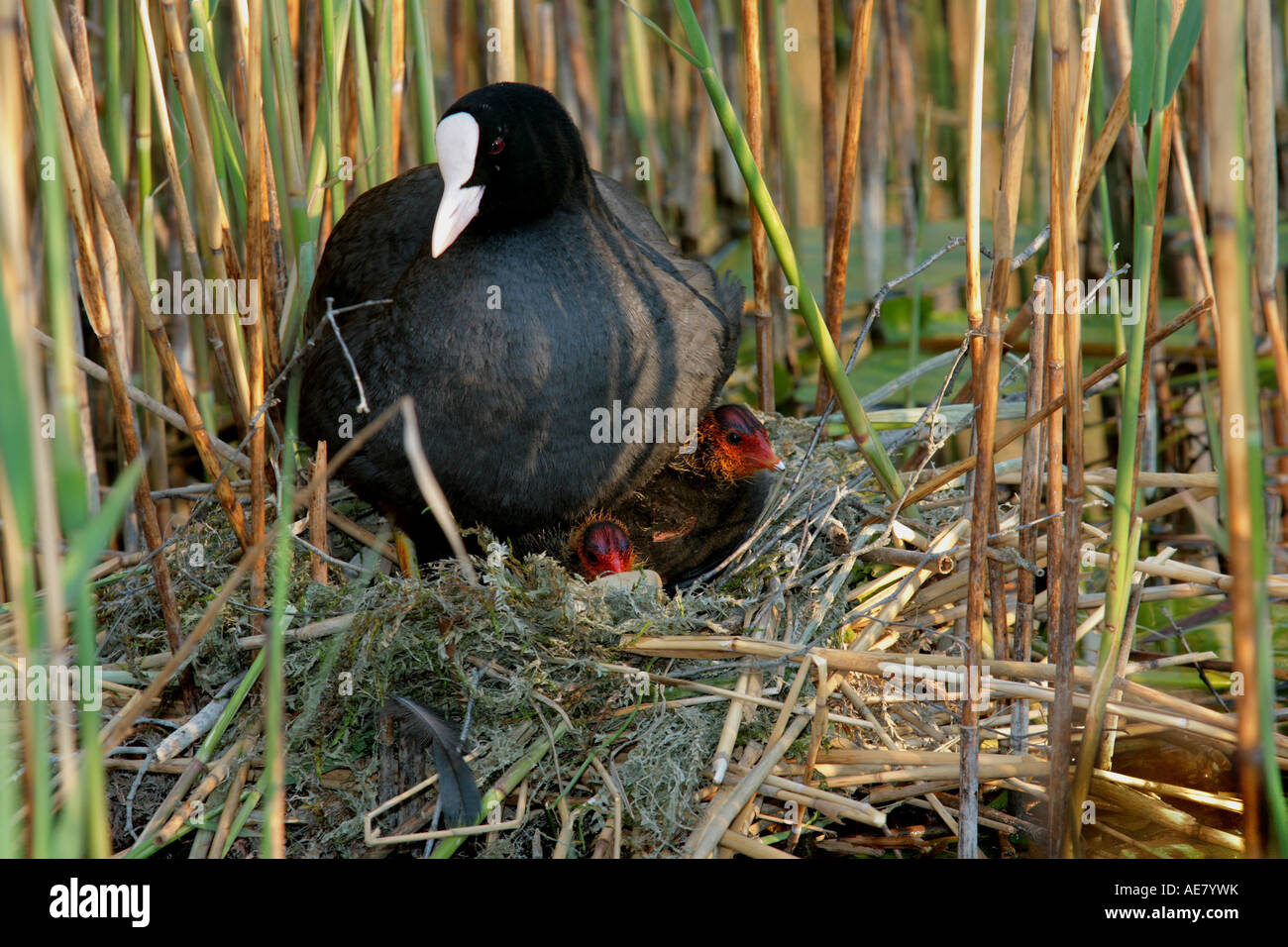 black coot (Fulica atra), female with chicks at the nest, Germany, Bavaria, Staffelsee Stock Photo