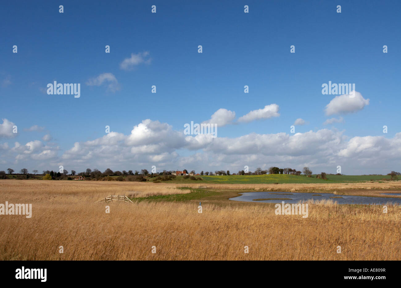 Reedbeds hires stock photography and images Alamy