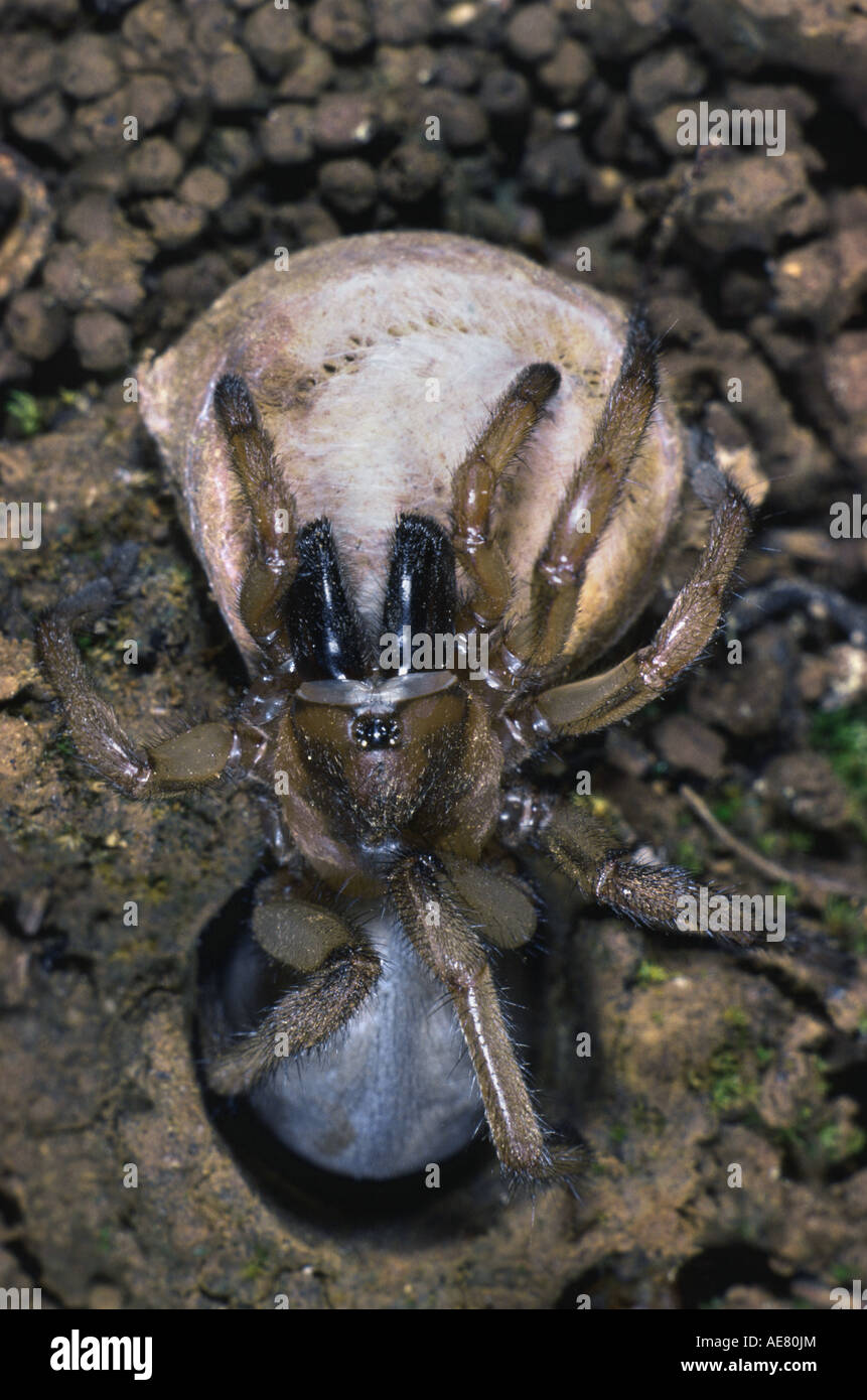 trapdoor spider (Cteniza sauvagesi), in cave with opened trapdoor Stock