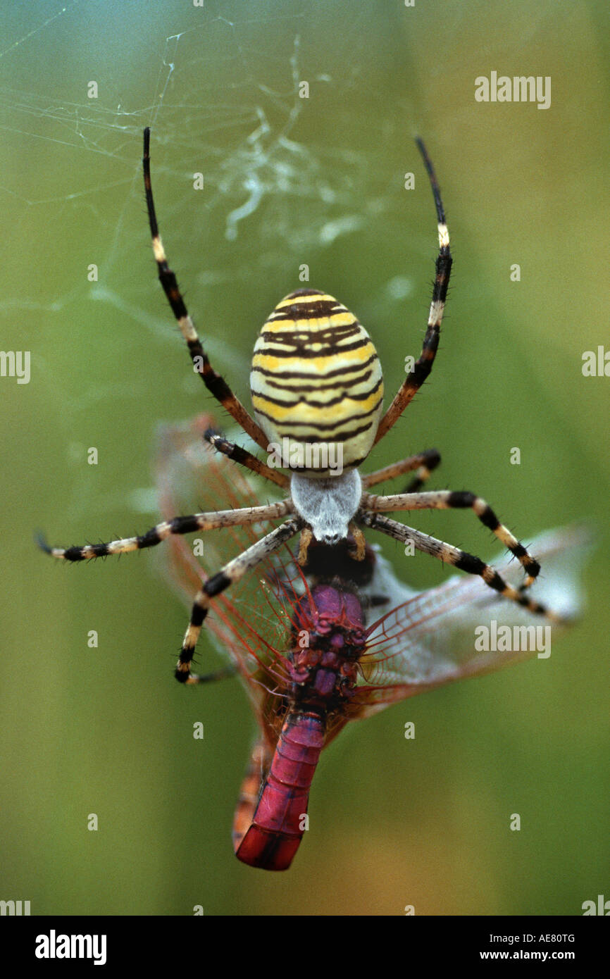 black-and-yellow argiope, black-and-yellow garden spider (Argiope bruennichi), with dragonfly (Trithemis annulata) as prey Stock Photo