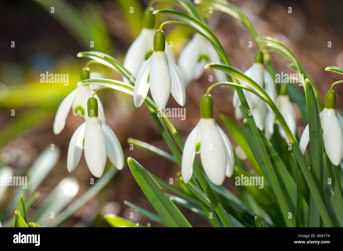 Snowdrops Stock Photo