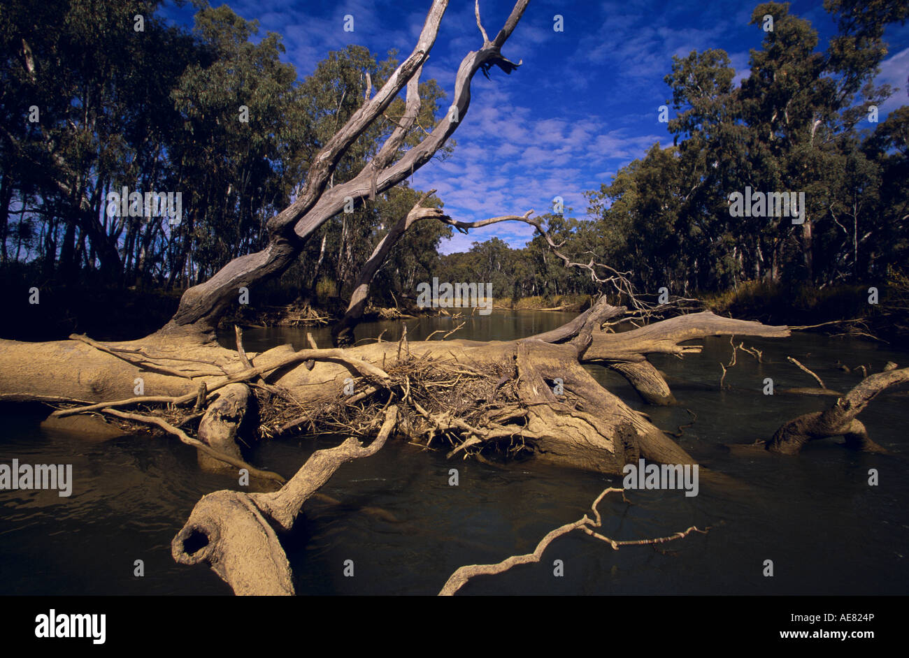 Fallen trees blocking river, Victoria, Australia Stock Photo Alamy