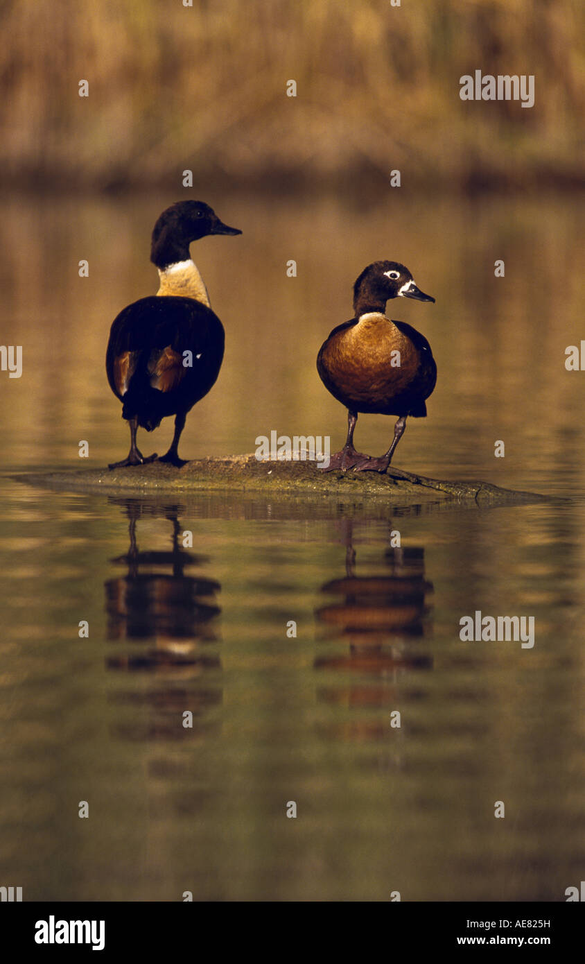 “Mountain duck pair”  “South Australia”, Vertical, Stock Photo