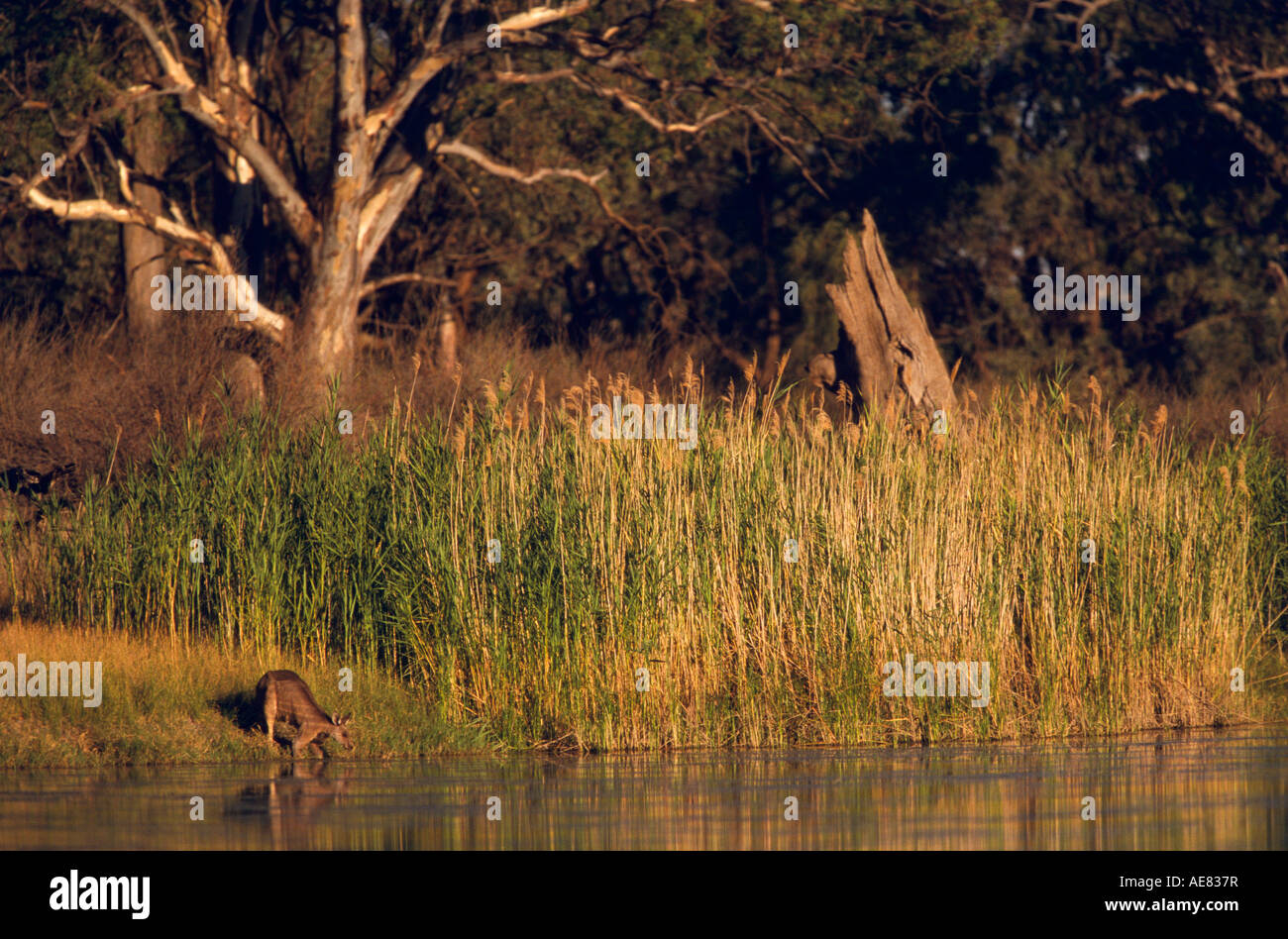 Eastern Grey Kangaroo, South Australia, Stock Photo