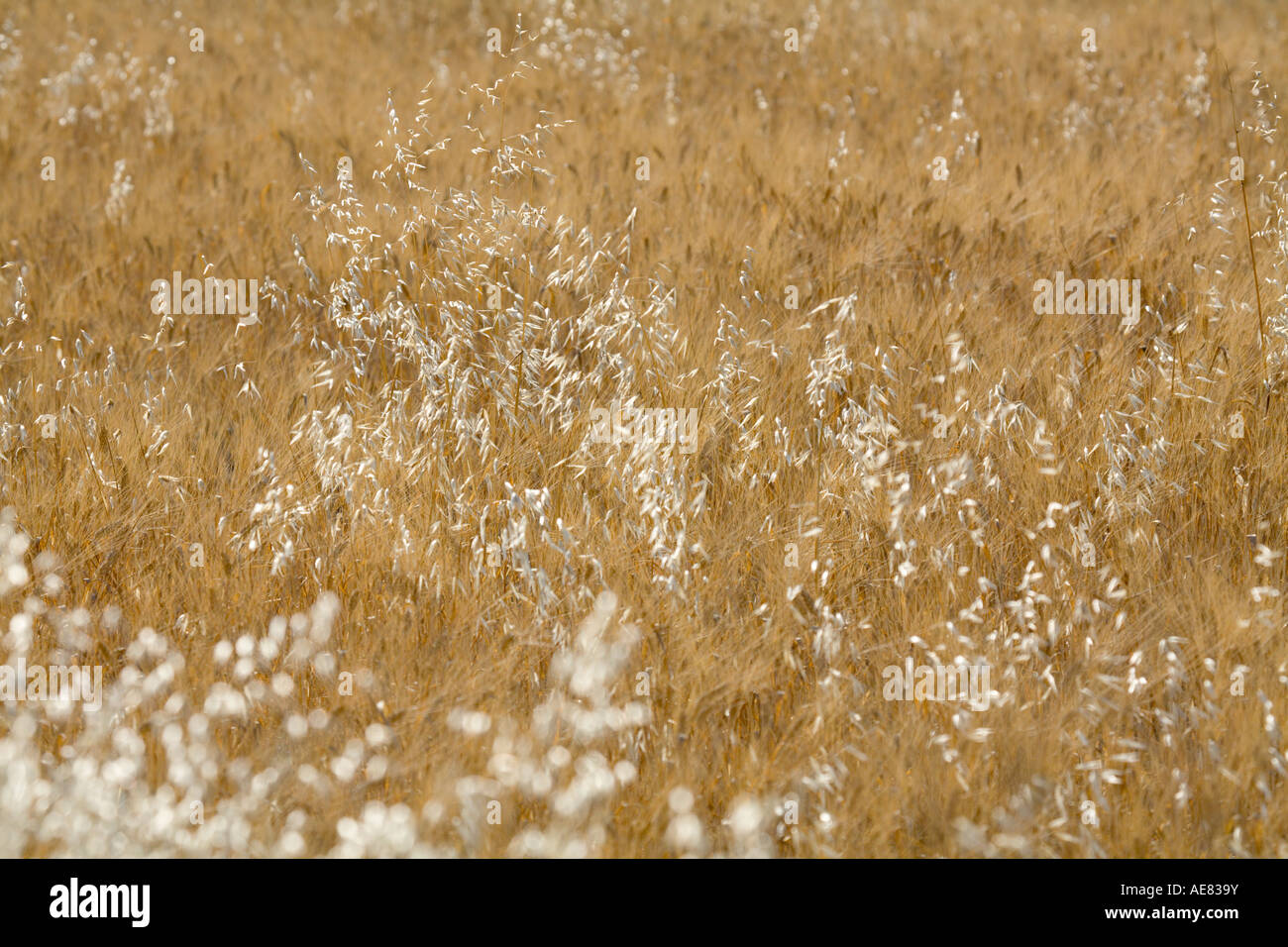 Field in late summer Stock Photo - Alamy