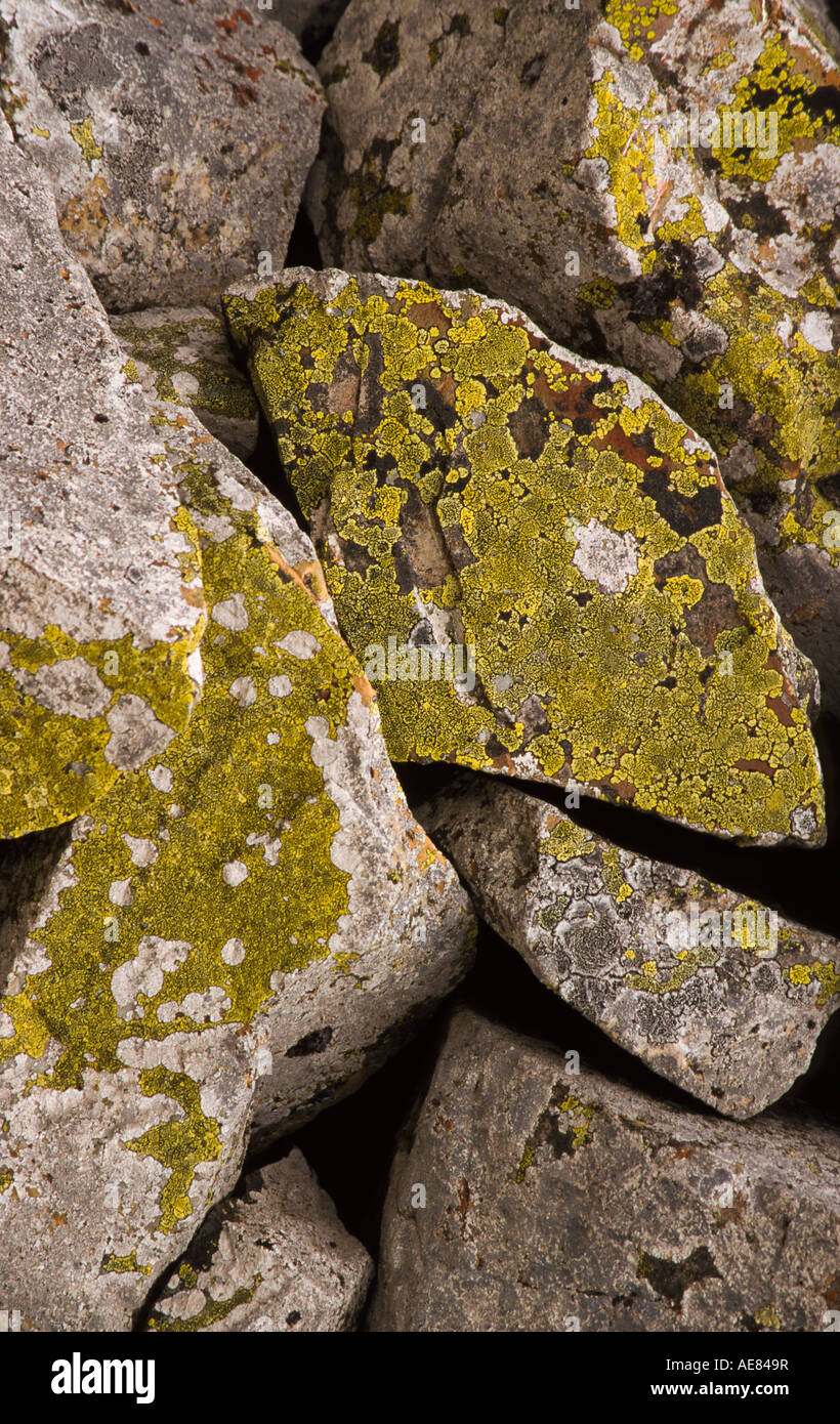 Lichen on rock, Australia Stock Photo